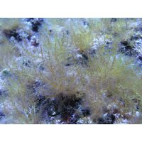 Laurentia obtusa