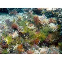 Laurentia obtusa