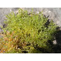 Laurencia obtusa