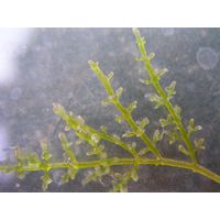 Laurencia obtusa