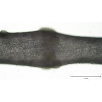 Lemanea fluviatilis