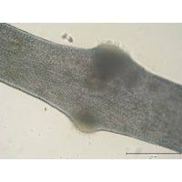 Lemanea fluviatilis