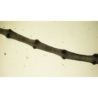 Lemanea fluviatilis