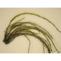 Lemanea fluviatilis
