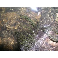 Lemanea fluviatilis