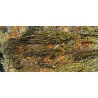 Lemanea fluviatilis
