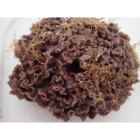 Lithophyllum lichenoides