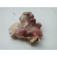 Lithophyllum