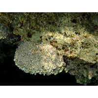 Lithophyllum tortuosum