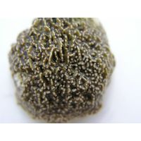 Lithophyllum tortuosum
