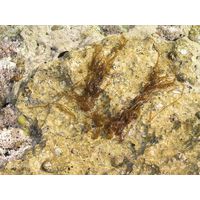 Nemalion helmintoides