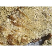 Nemalion helmintoides