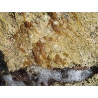 Nemalion helmintoides