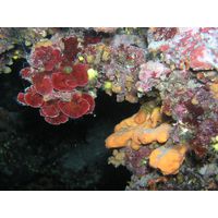 Peyssonnelia arthropurpurea