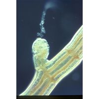 Polysiphonia