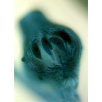 Polysiphonia