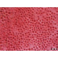 Porphyridium purpureum