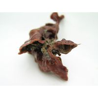 Pseudolithophyllum expansum