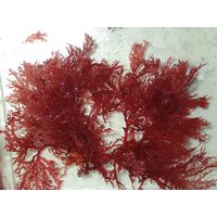 Sphaerococcus coronopifolius