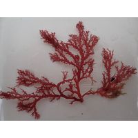 Sphaerococcus coronopifolius