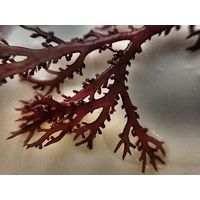 Sphaerococcus coronopifolius