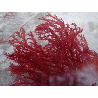 Sphaerococcus coronopifolius
