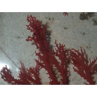 Sphaerococcus coronopifolius