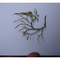 Tuomeya americana