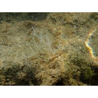 Wrangelia penicillata
