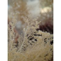 Wrangelia penicillata