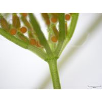 Chara globularis