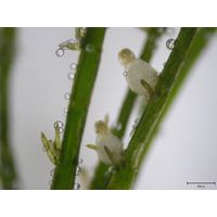 Chara globularis