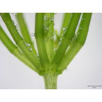 Chara globularis