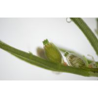 Chara globularis
