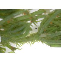 Chara hispida