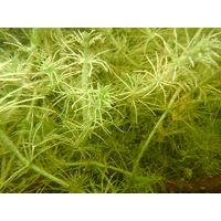 Chara hispida