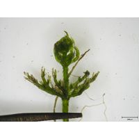 Chara vulgaris