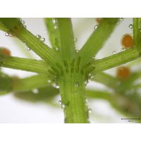 Chara vulgaris