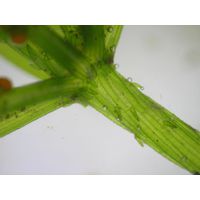 Chara vulgaris