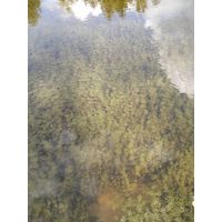 Chara vulgaris