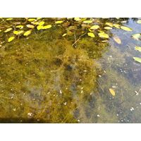 Chara vulgaris