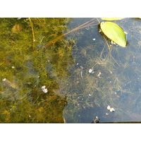 Chara vulgaris