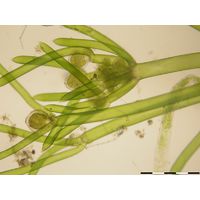 Nitella flexilis
