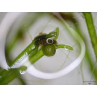 Nitella flexilis