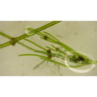 Nitella flexilis