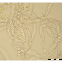 Nitella flexilis
