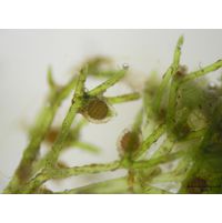 Nitella mucronata