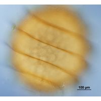 Nitella mucronata