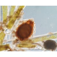 Nitella