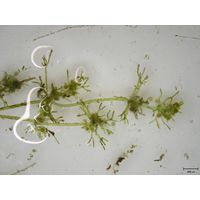 Nitella syncarpa